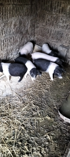 Purcei de vînzare  - imagine 2