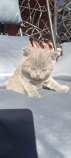 Pui british shorthair