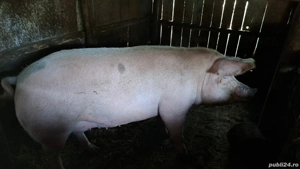 Porci de vânzare pentru Crăciun - imagine 3 Porci de vânzare pentru Crăciun - imagine 3