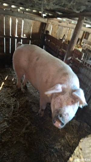 Porci de vânzare pentru Crăciun - imagine 2 Porci de vânzare pentru Crăciun - imagine 2