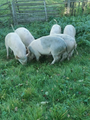 Soldanii de vânzare, și unu de tăiat lac15o kg  - imagine 3