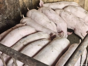 vând soldani rasa de calitate de carne marele alb cu pic medie 35 kg