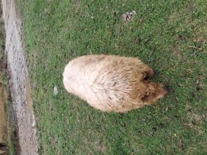 Vand trei oi si miei