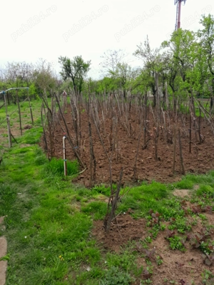 Casă vânzare Caracal 90m2 + teren 2110m2 - imagine 8