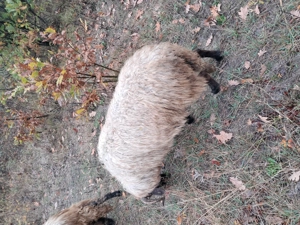 Vand trei oi si miei - imagine 2 Vand trei oi si miei - imagine 2