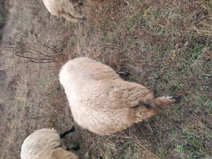 Vand trei oi si miei - imagine 5 Vand trei oi si miei - imagine 5