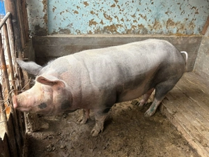 Vând o purcea la alegere   - imagine 2