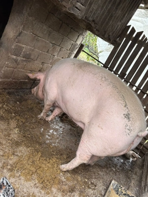 Vând o purcea la alegere   - imagine 4