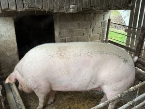 Vând o purcea la alegere   - imagine 3