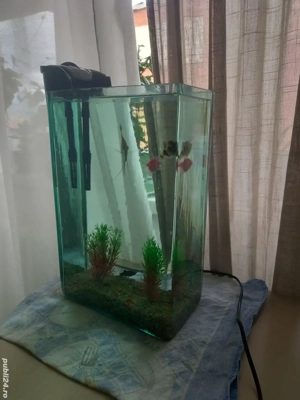 vand acvariu cu pesti