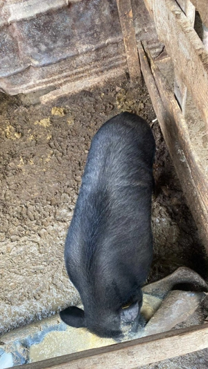 De vânzare Vier vietnamez - imagine 2