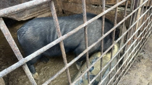 De vânzare Vier vietnamez - imagine 3