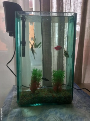 vand acvariu cu pesti - imagine 2