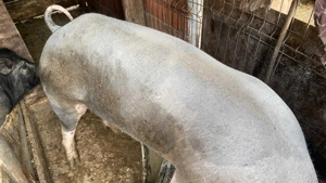 Vier pietrean fără par - imagine 3 Vier pietrean fără par - imagine 3