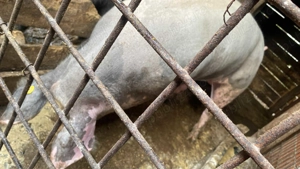 Vier pietrean fără par - imagine 2 Vier pietrean fără par - imagine 2