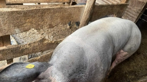 Vier pietrean fără par - imagine 4 Vier pietrean fără par - imagine 4