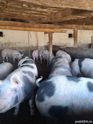vând porci de carne diferite mărimi