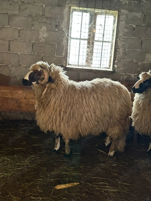 Vand berbecut - imagine 2