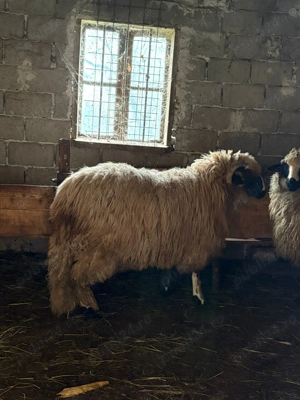 Vand berbecut - imagine 3