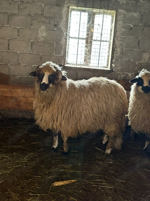 Vand berbecut - imagine 4