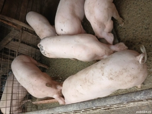 PORCI vanzare