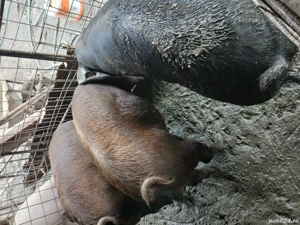 PORCI vanzare - imagine 2