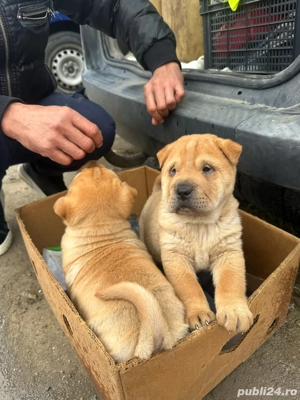 Câini shar pei  - imagine 5 Câini shar pei  - imagine 5