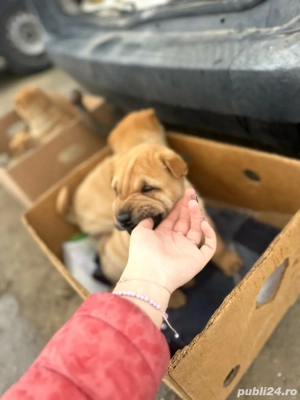 Câini shar pei  - imagine 3 Câini shar pei  - imagine 3