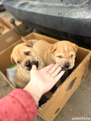 Câini shar pei  - imagine 2 Câini shar pei  - imagine 2