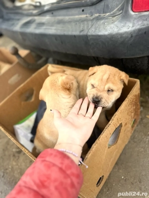 Câini shar pei  - imagine 4 Câini shar pei  - imagine 4