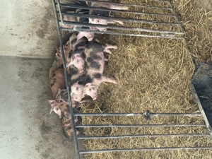 Purcei de vanzare - imagine 3