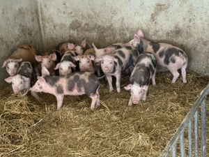 Purcei de vanzare - imagine 2