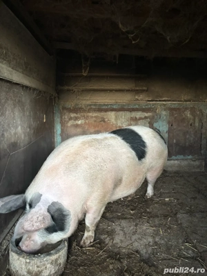 vand porci  - imagine 4