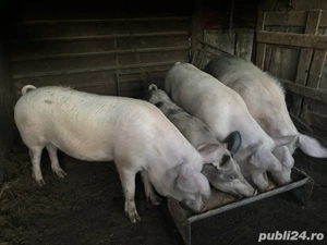 vand porci  - imagine 3