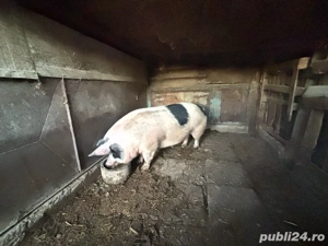 vand porci  - imagine 2