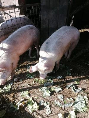 Cînd porci mari de casa  - imagine 2