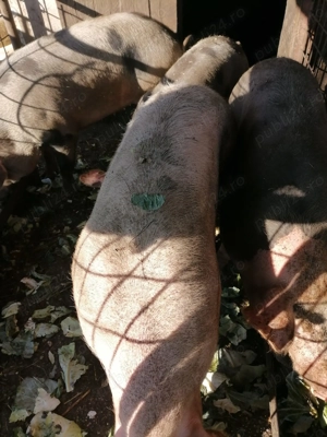 Cînd porci mari de casa 