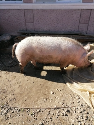 Cînd porci mari de casa  - imagine 4