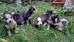 Vând Husky siberian  - imagine 2 Vând Husky siberian  - imagine 2