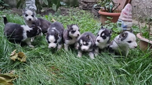 Vând Husky siberian