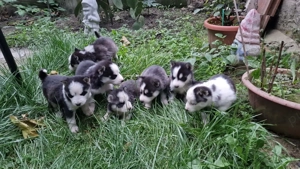 Vând Husky siberian  - imagine 3 Vând Husky siberian  - imagine 3