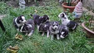 Vând Husky siberian  - imagine 4 Vând Husky siberian  - imagine 4