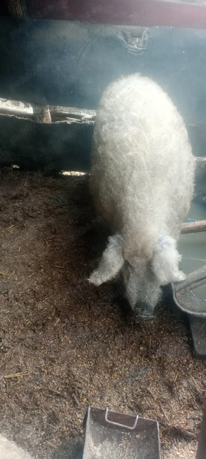 Vând purcei bazna - imagine 4 Vând purcei bazna - imagine 4