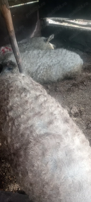 Vând purcei bazna - imagine 3 Vând purcei bazna - imagine 3