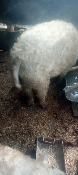 Vând purcei bazna - imagine 2 Vând purcei bazna - imagine 2