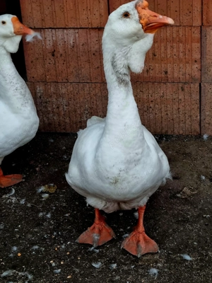 Vand gâște holmogor  - imagine 2