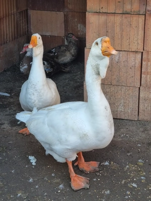 Vand gâște holmogor  - imagine 4