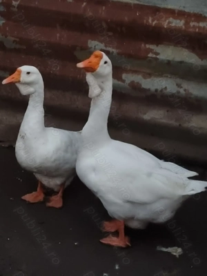 Vand gâște holmogor  - imagine 3
