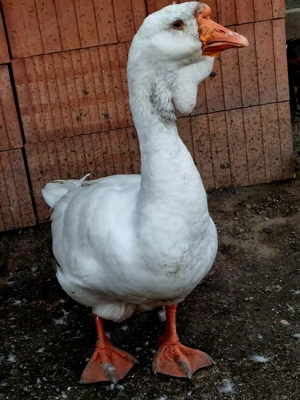 Vand gâște holmogor  - imagine 5