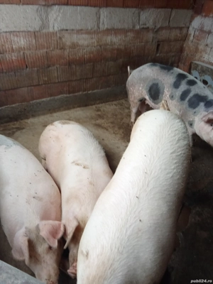 de vânzare porci mari  - imagine 3 de vânzare porci mari  - imagine 3